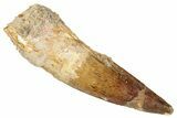 Fossil Spinosaurus Tooth - Real Dinosaur Tooth #267535-1